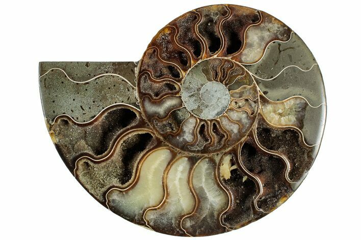 Cut & Polished Ammonite Fossil (Half) - Madagascar #308634